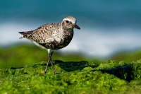 Kulik bledy - Pluvialis squatarola - Grey Plover o2234